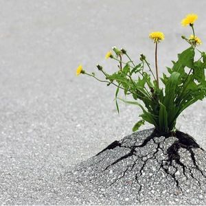 Meet your Posher, Healthy